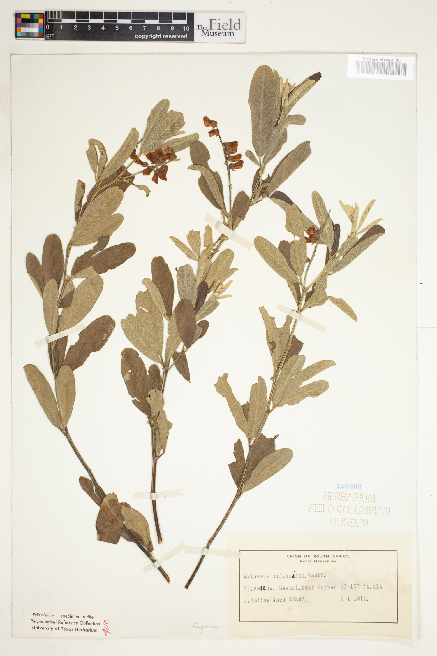 Eriosema image
