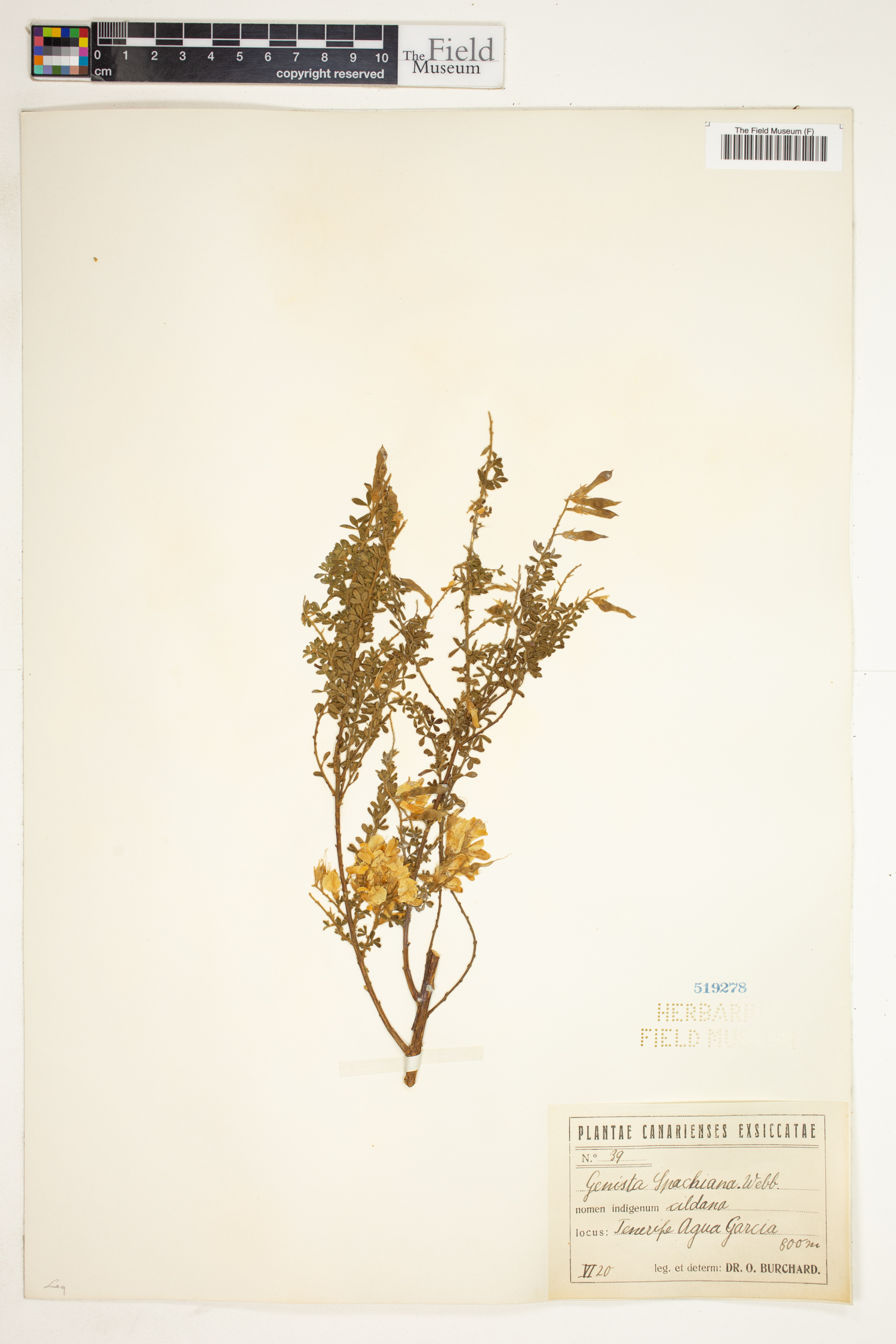 Genista spachiana image