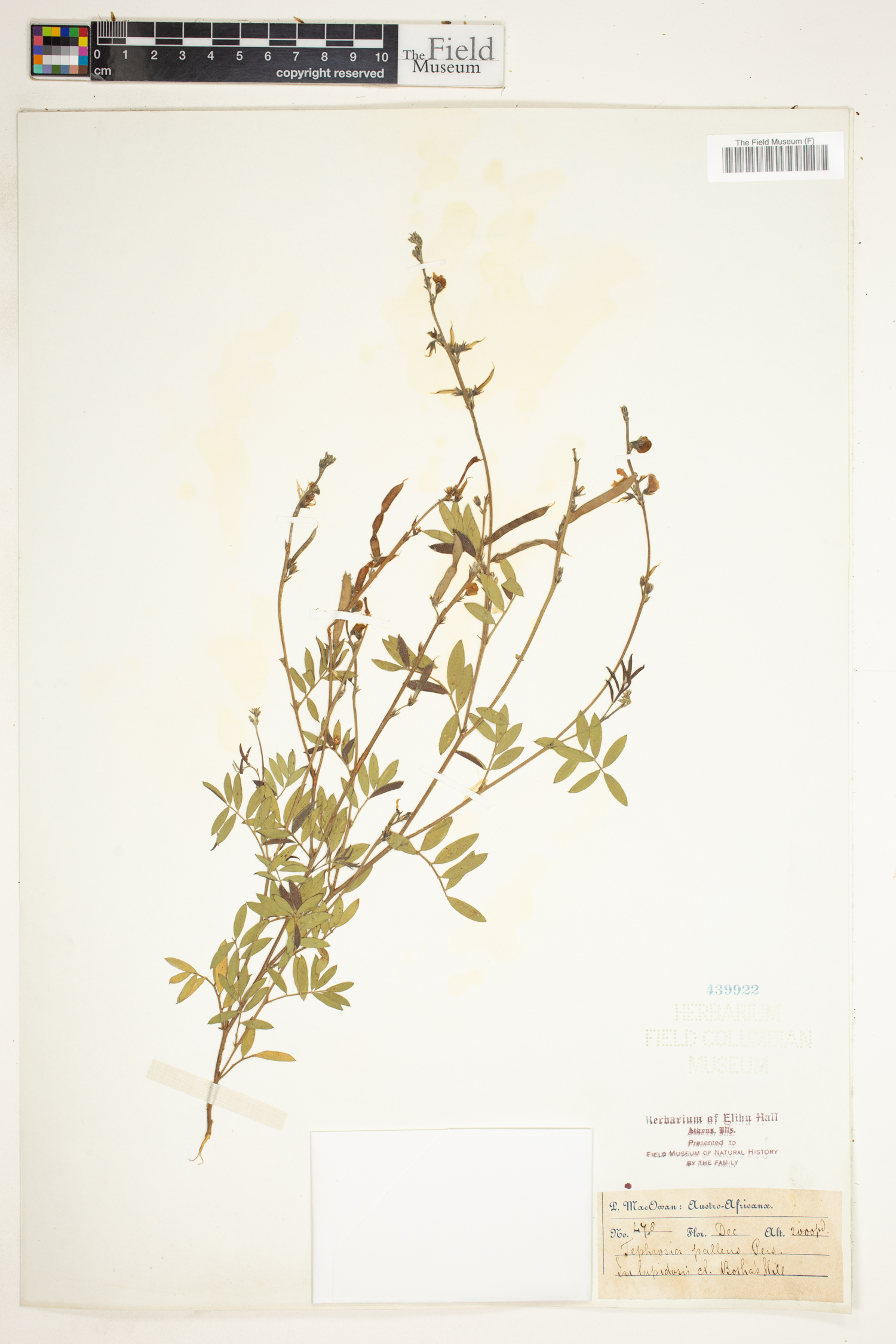 Tephrosia capensis var. capensis image