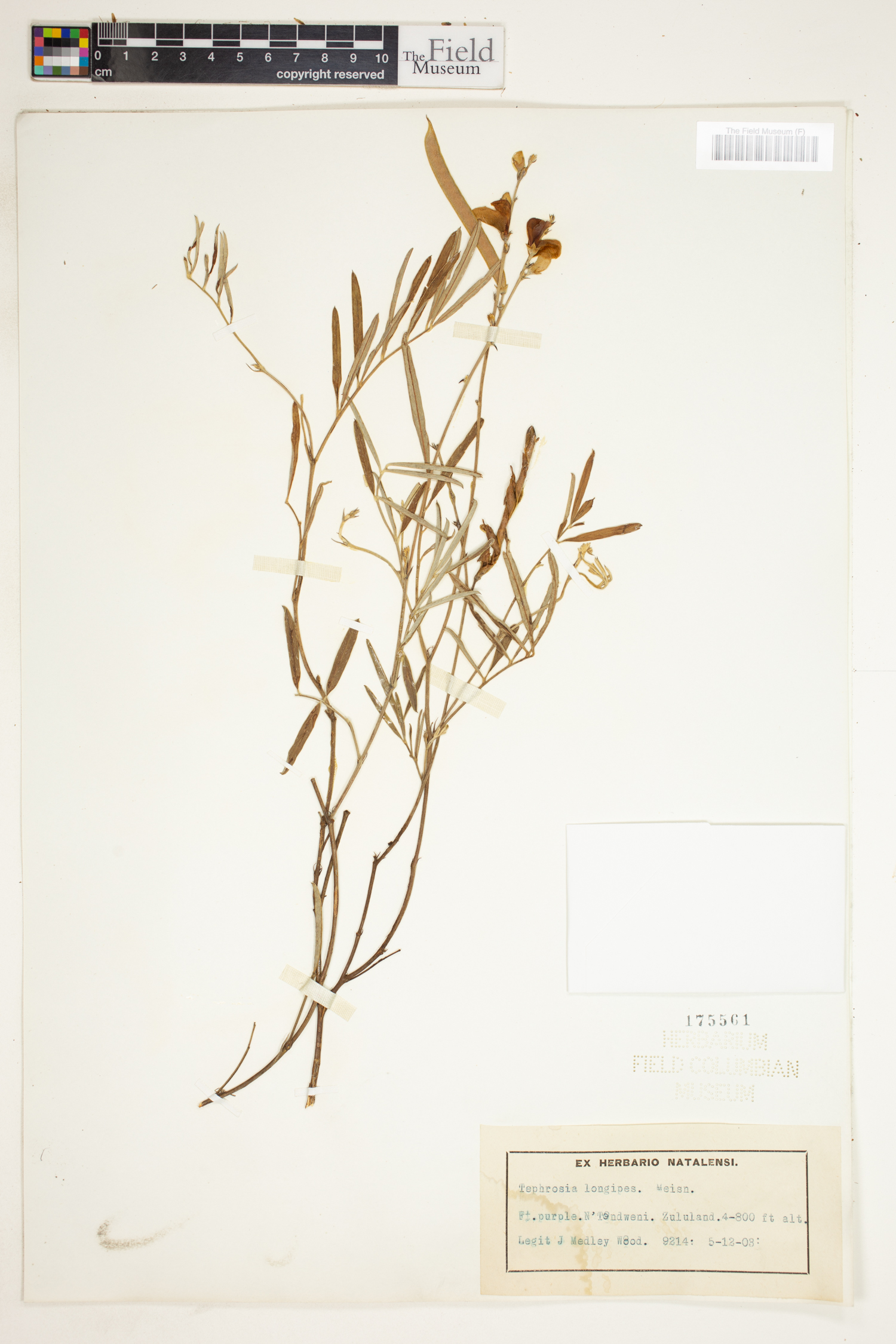 Tephrosia longipes image