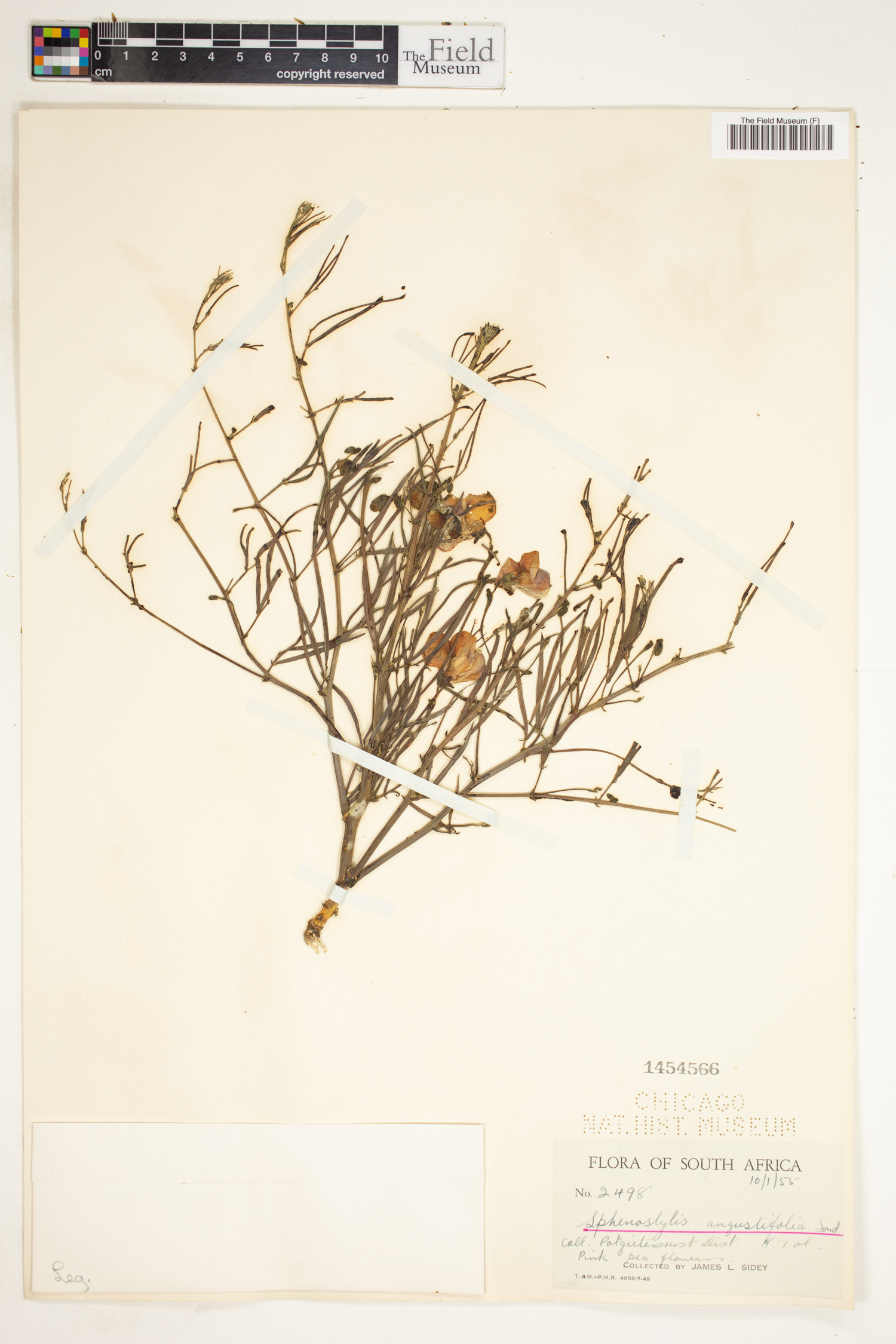Sphenostylis angustifolia image