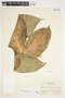 Philodendron rothschuhianum image