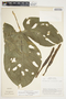 Philodendron rothschuhianum image