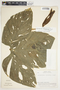 Philodendron rothschuhianum image