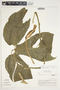 Philodendron rothschuhianum image