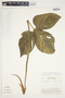 Philodendron rothschuhianum image