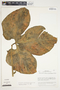 Philodendron rothschuhianum image