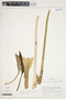 Philodendron rothschuhianum image