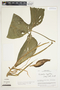 Philodendron rothschuhianum image