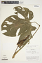 Philodendron rothschuhianum image