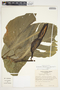 Philodendron rothschuhianum image
