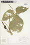 Philodendron rothschuhianum image