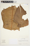 Philodendron sagittifolium image