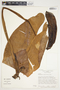 Philodendron sagittifolium image