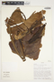 Philodendron sagittifolium image