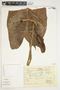 Philodendron sagittifolium image