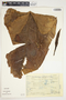 Philodendron sagittifolium image
