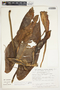 Philodendron sagittifolium image
