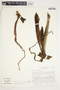 Philodendron sagittifolium image