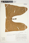 Philodendron sagittifolium image