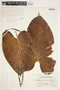 Philodendron sagittifolium image