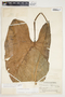 Philodendron sagittifolium image