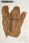 Philodendron sagittifolium image
