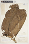 Philodendron sagittifolium image