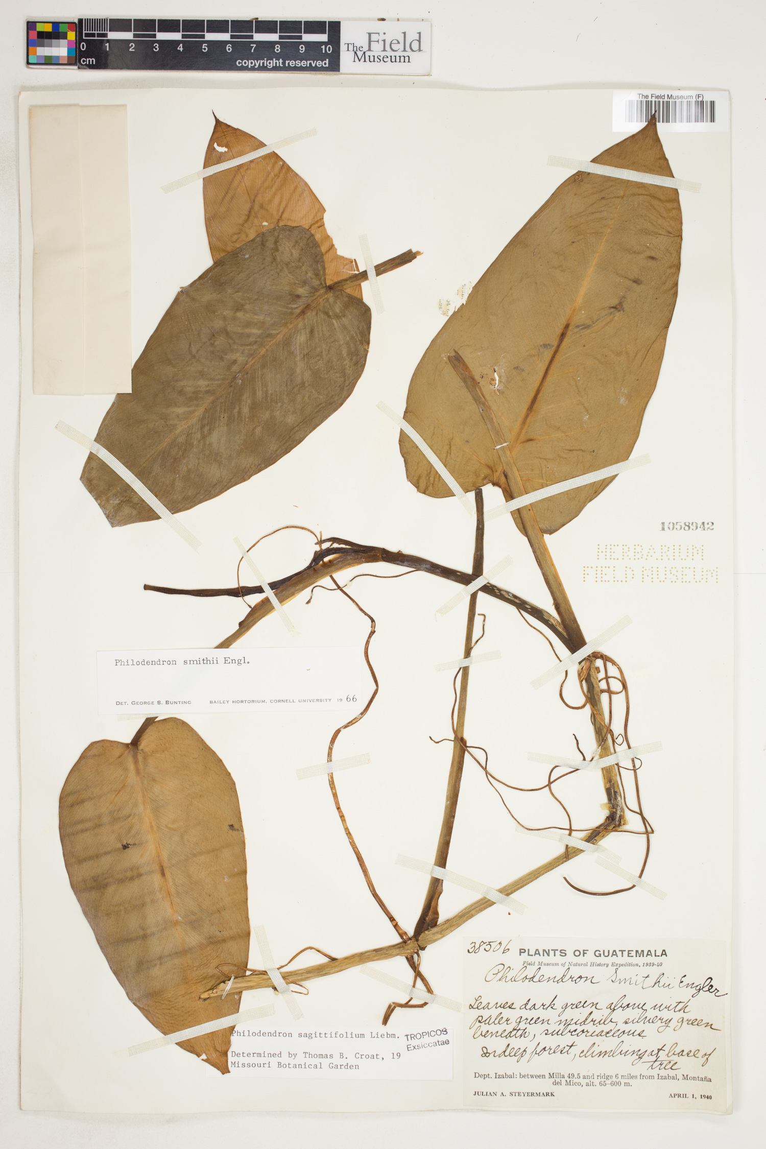 Philodendron sagittifolium image