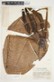 Philodendron sagittifolium image