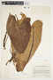 Philodendron sagittifolium image
