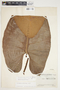 Philodendron sagittifolium image
