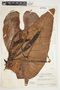 Philodendron sagittifolium image