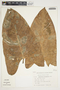 Philodendron sagittifolium image