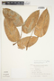 Philodendron sagittifolium image