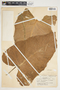 Philodendron sagittifolium image