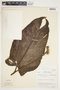 Philodendron sagittifolium image