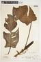 Philodendron sagittifolium image