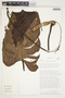 Philodendron sagittifolium image
