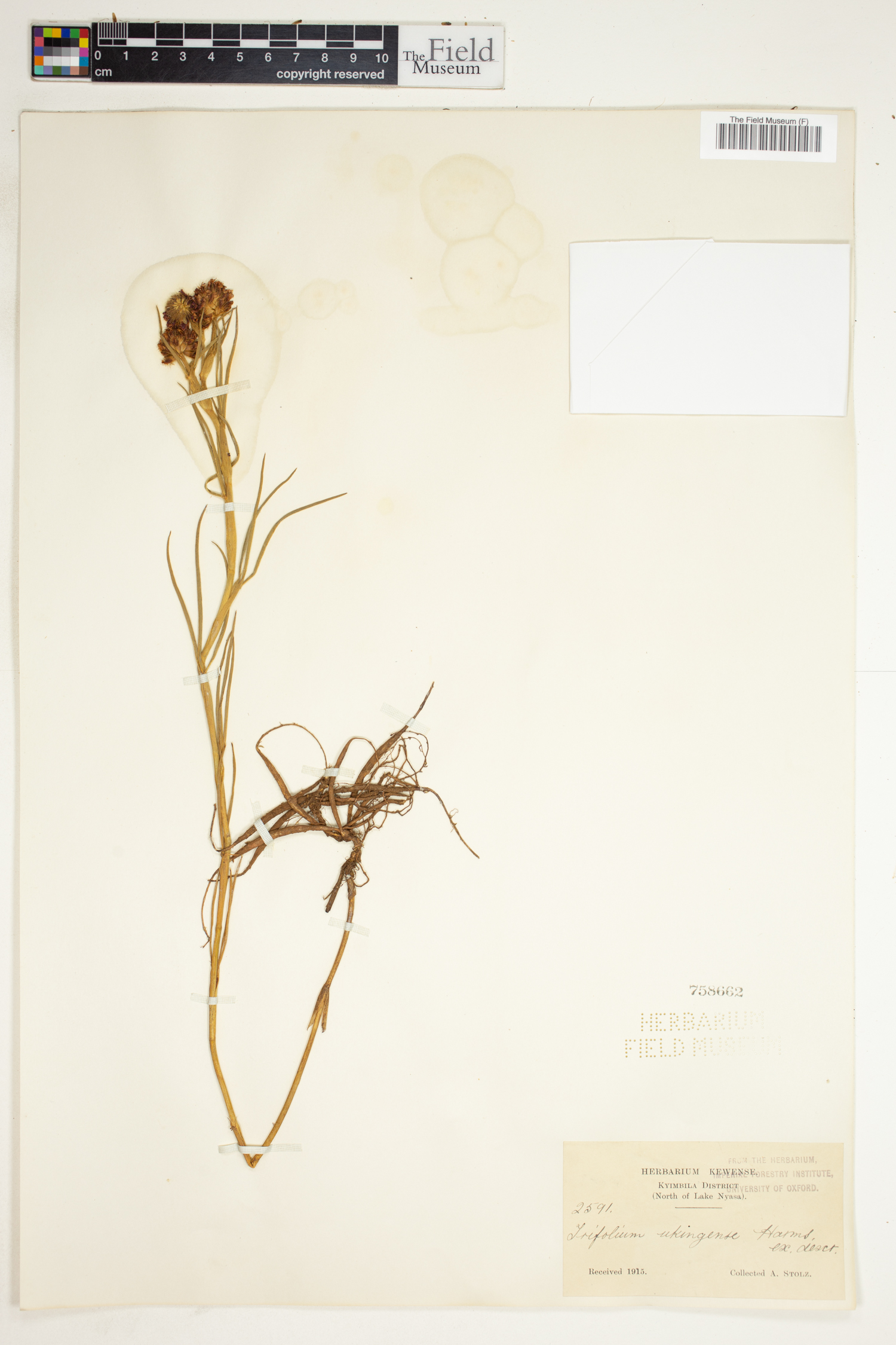 Trifolium ukingense image