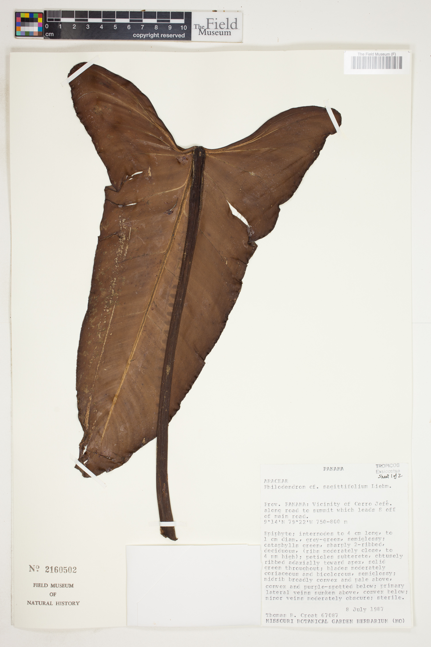 Philodendron sagittifolium image