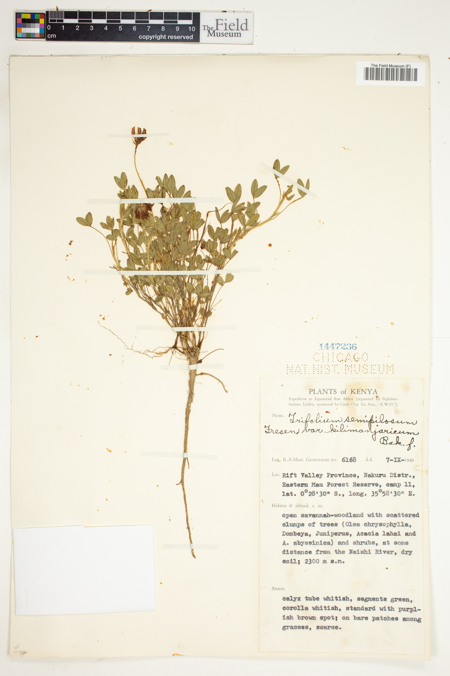 Trifolium semipilosum var. semipilosum image