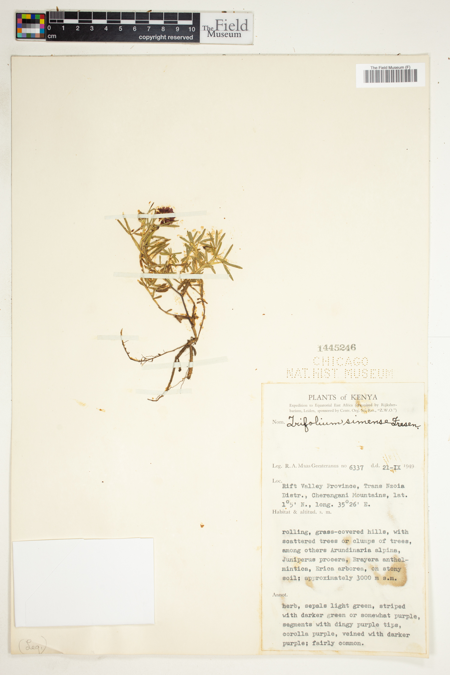 Trifolium simense image