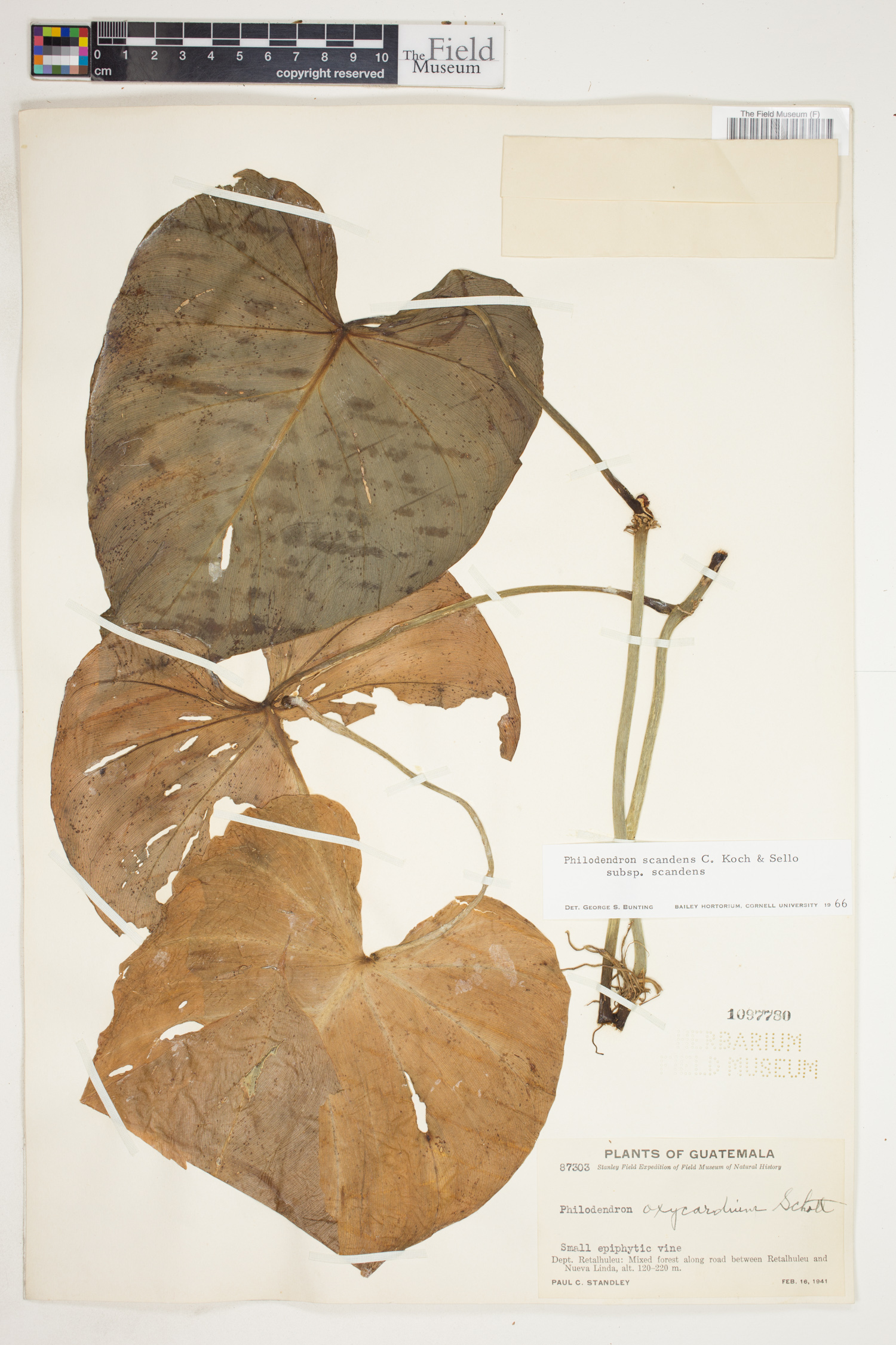 Philodendron scandens image