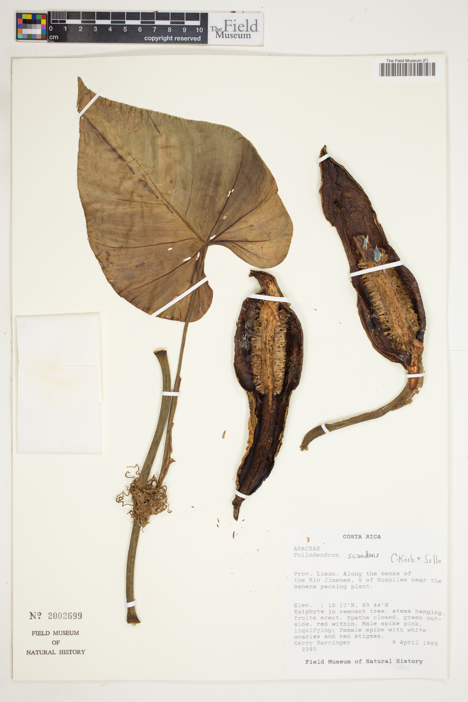 Philodendron scandens image