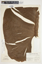 Philodendron schottianum image