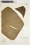 Philodendron schottianum image