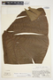 Philodendron schottianum image