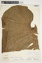 Philodendron schottianum image