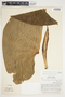Philodendron schottianum image
